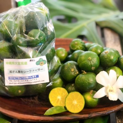 沖縄大宜見産【無農薬】種なしシークワサー1kg