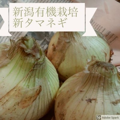 送料無料☆新潟県産有機栽培のあま〜い新たまねぎ5キロ