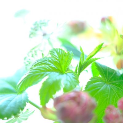500ml自然派・手肌に優しいフレッシュな天然アロマの香る、野菜・食器用洗剤「ホリデージョイ」