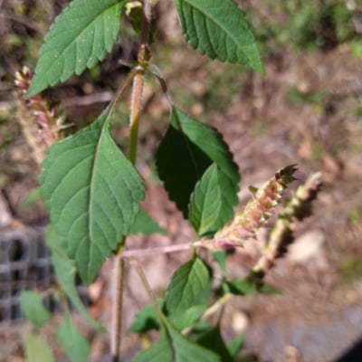 薬草の種　ナギナタコウジュ30粒以上　穂付き