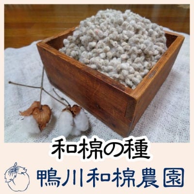 【和棉】和棉の種(白)(お一人様2個まで)
