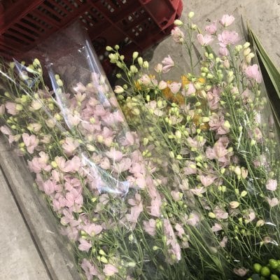 引取専用❣️お花を飾ろう❣️コロナによる自粛余波‼️花屋、市場、農家HELP‼️