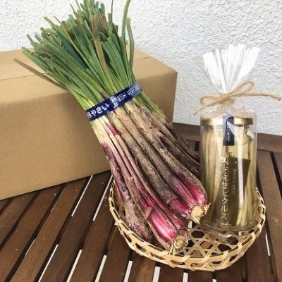 【今が旬!】沖縄の獲れたて島ラッキョウと島ラッキョウピクルスセット