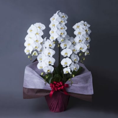 生花【5-3L】胡蝶蘭 白 5本立て 3L