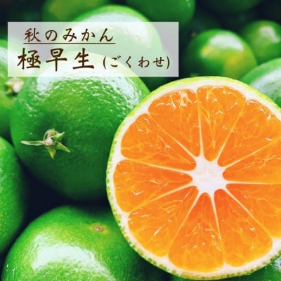 【愛媛県産】極早生|ごくわせ|ご家庭・友人・贈答用|3kg
