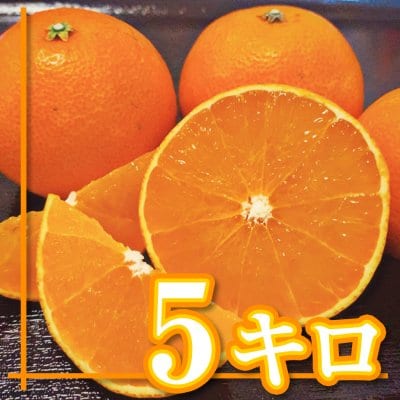 【愛媛県産】愛媛28号|えひめ28号|ご家庭用|5Kg