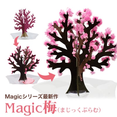 Magic梅　魔法の水をかけると6時間で花ほころぶ