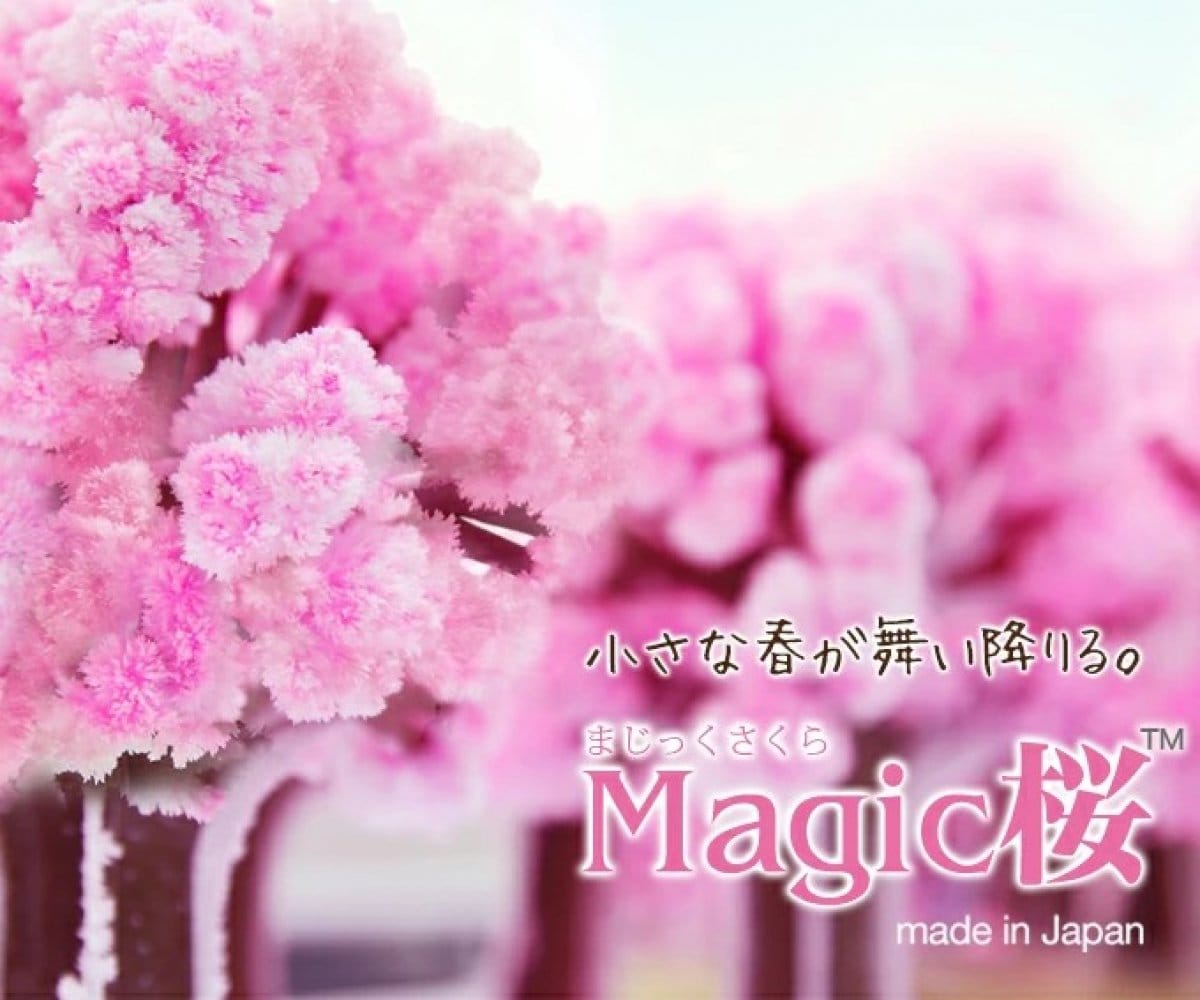 Magic桜　スタンダードサイズ　魔法の水をかけると12時間で咲く不思議な桜　