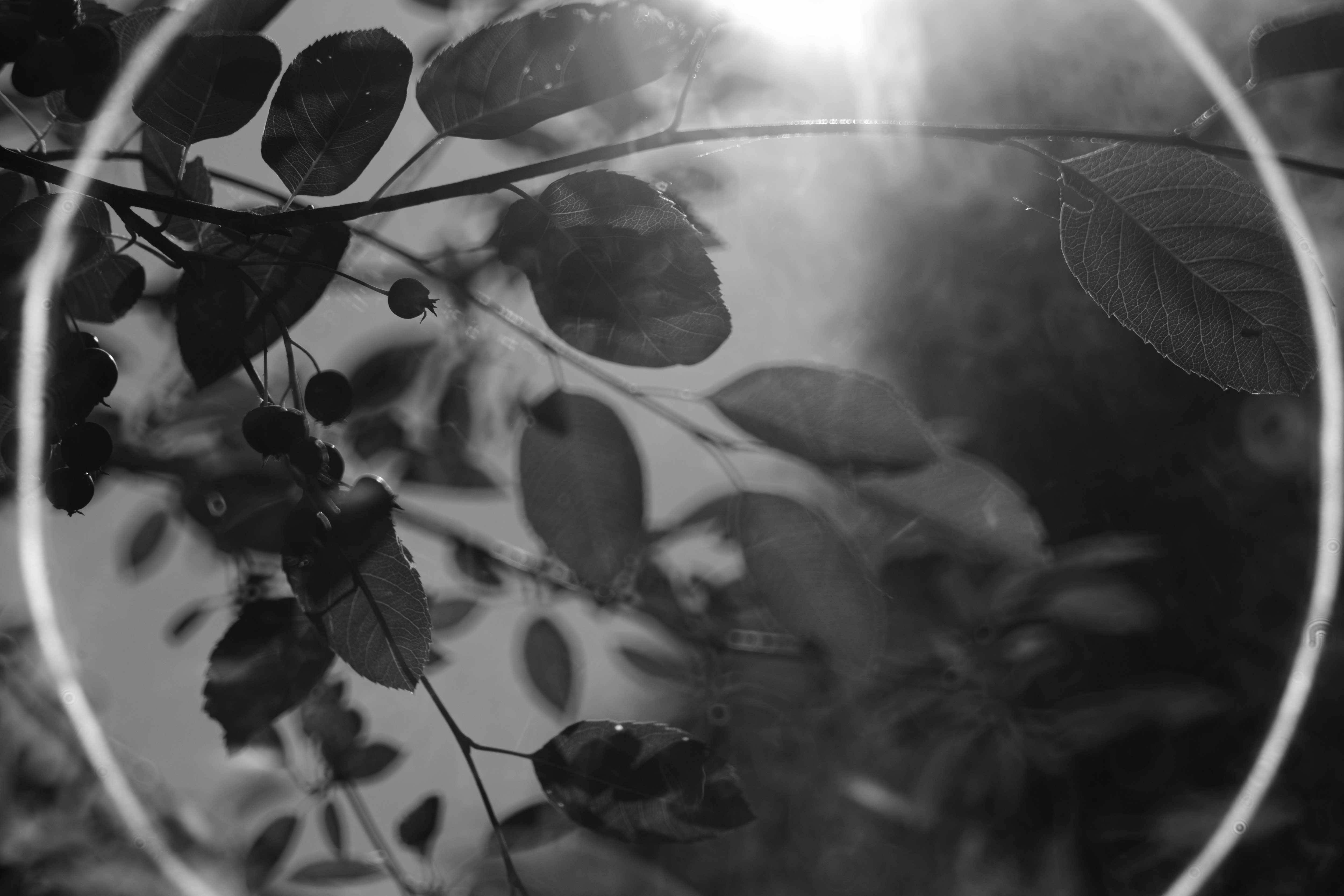 レンタル】オールドレンズ 宝石タクマー（Super Takumar 55mm f1