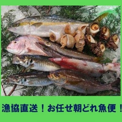 漁協直送!!お任せ朝どれ魚便【赤碕町漁協】