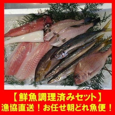 漁協直送!!お任せ朝どれ魚便【鮮魚調理済みセット】