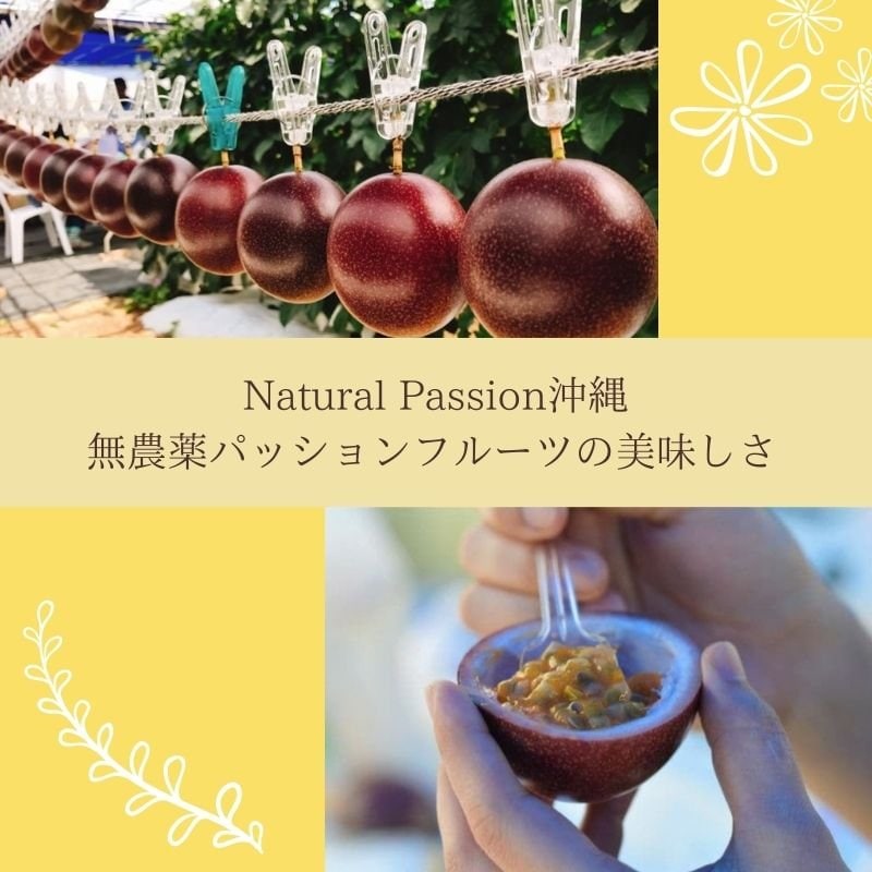 パッションフルーツチーズケーキ 【mniサイズ 6個】《Natural