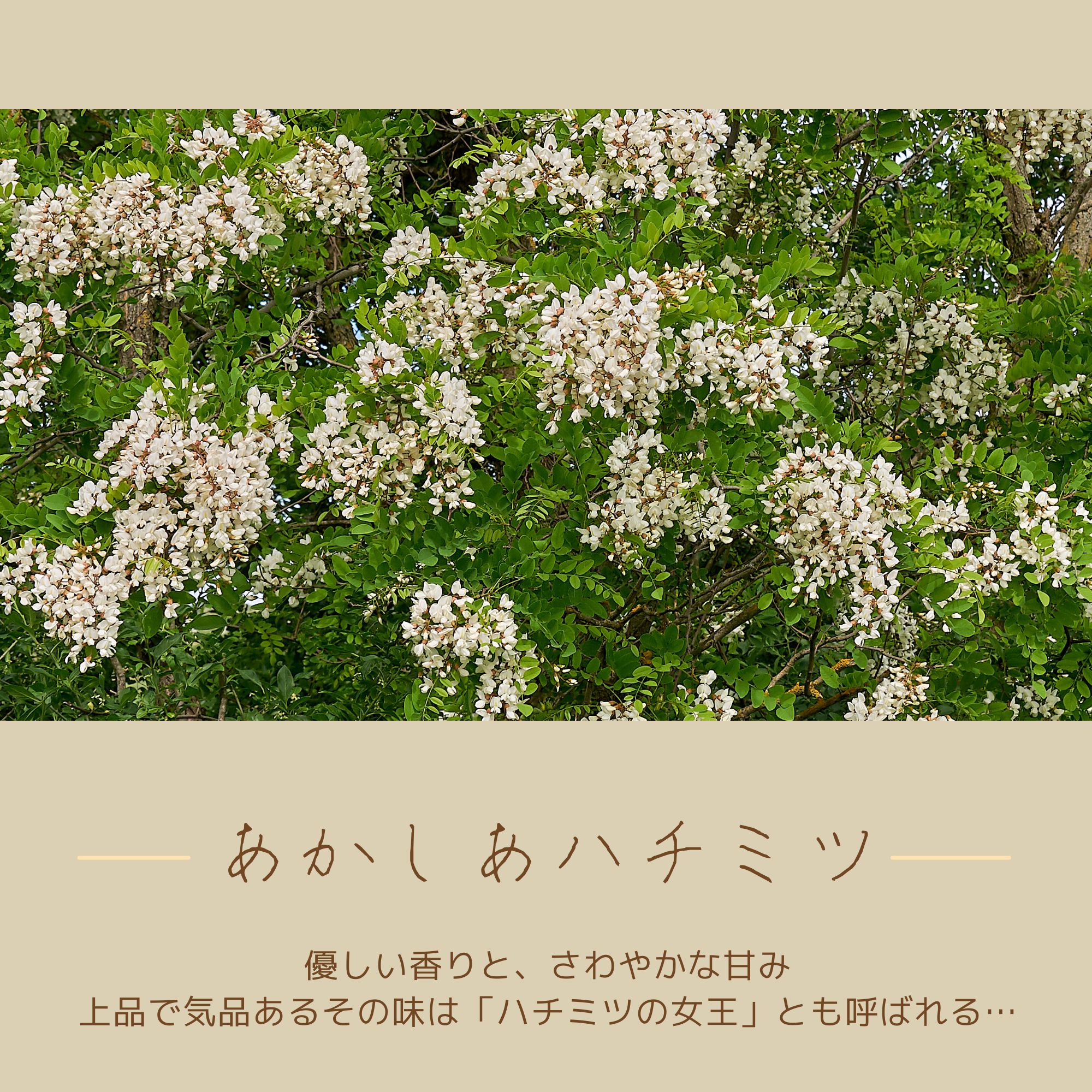 ハチミツの女王】北海道産天然はちみつ アカシアはちみつ 600g