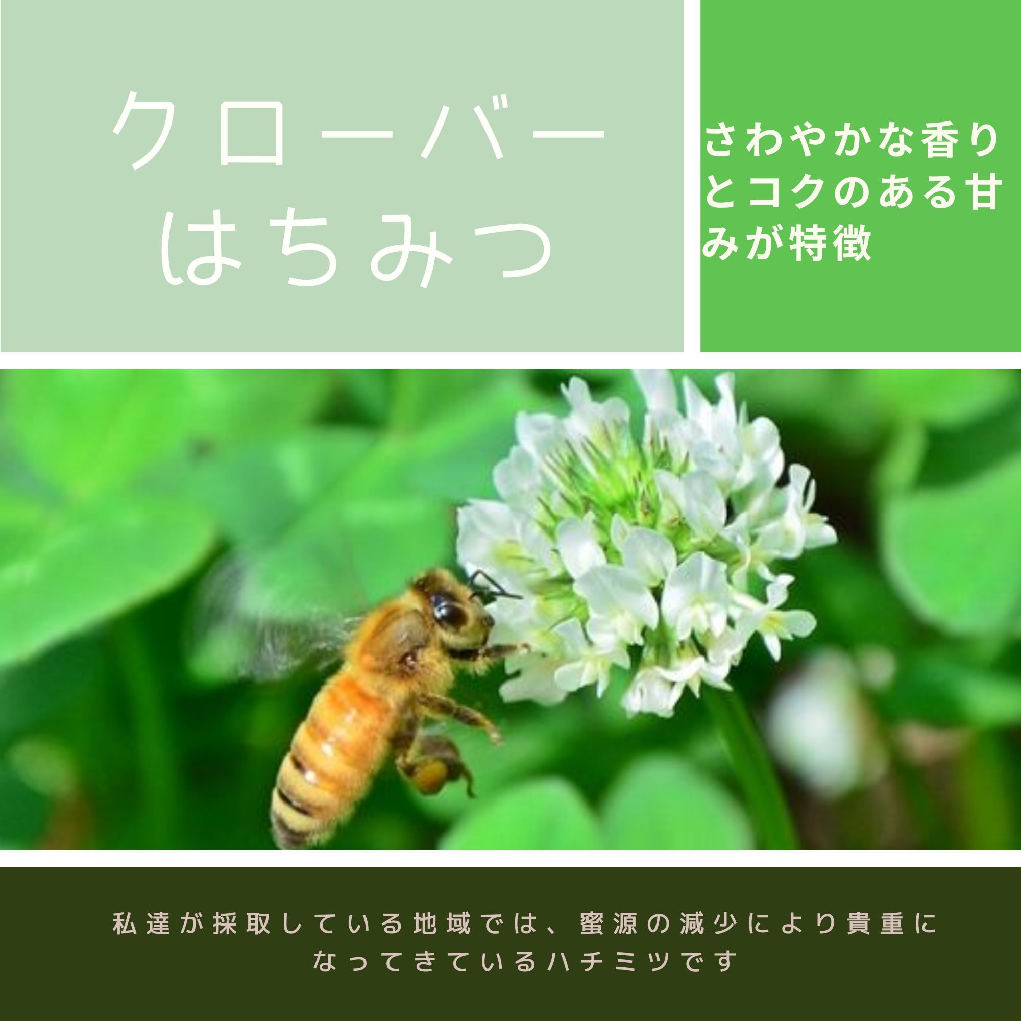 北海道産天然はちみつ クローバー蜜 250g