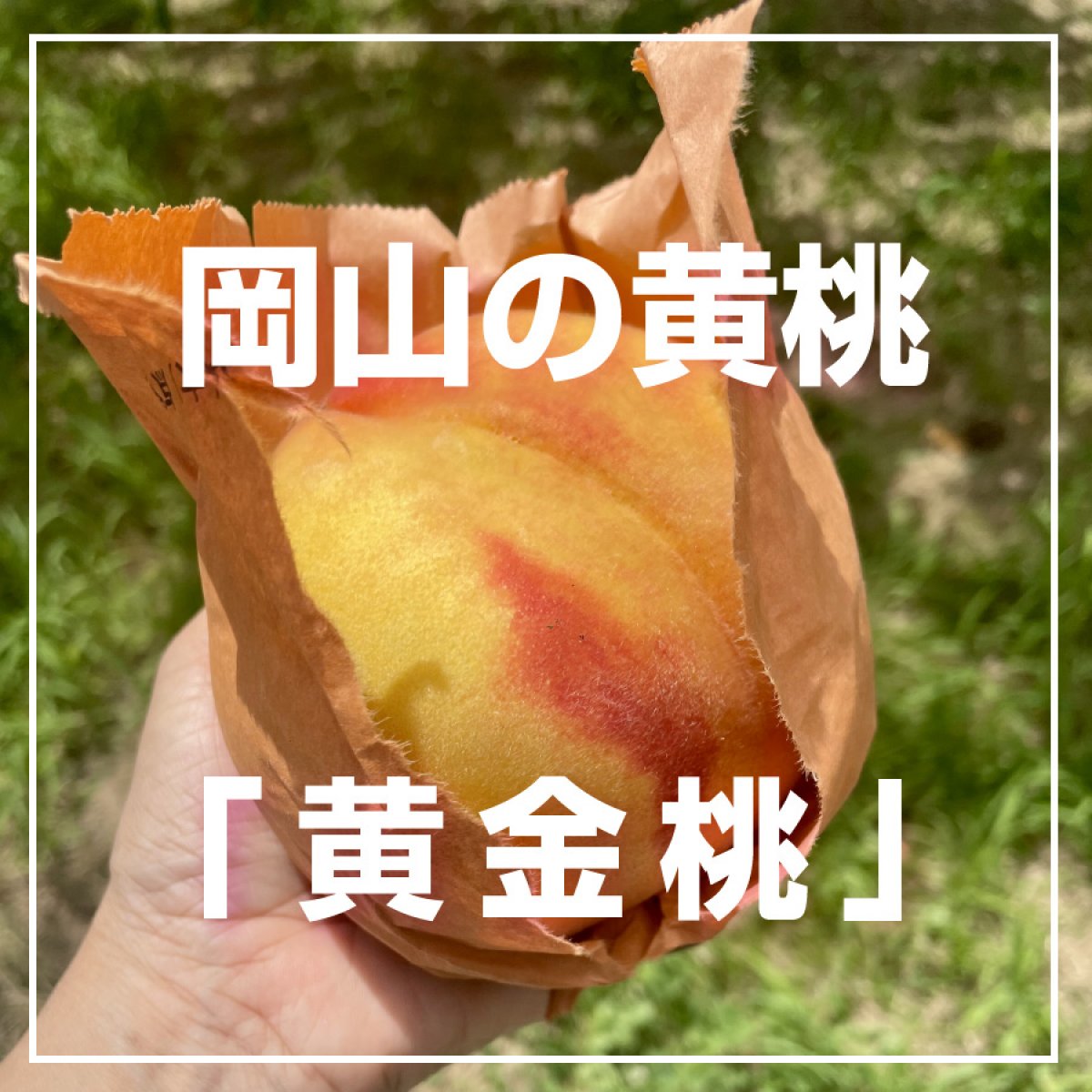 岡山の黄桃「黄金桃」特選2kg【送料無料】