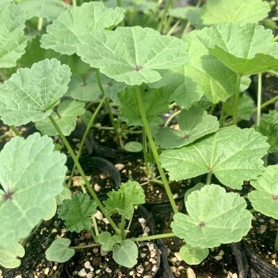 ブルーマロウの苗 無農薬