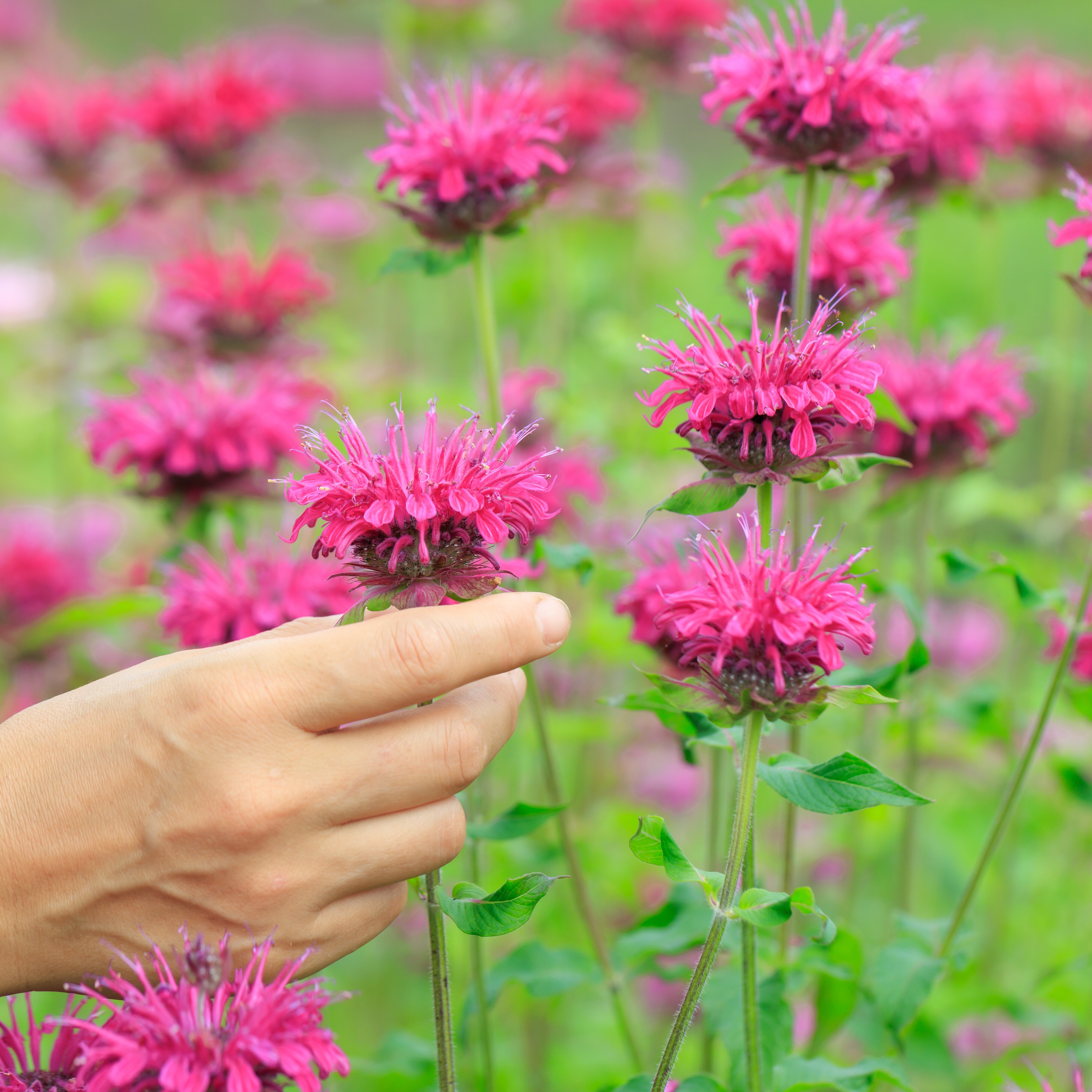 北海道産有機モナルダ（ベルガモット）20g
