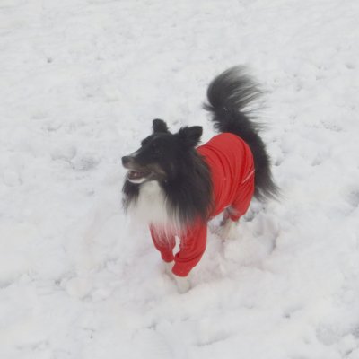 EZYDOG 犬用ロングスリーブラッシュガード L【全二色】