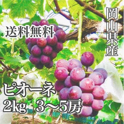 予約販売!!超高ポイント還元!!ピオーネ2㎏(3〜5房)8月下旬発送予定