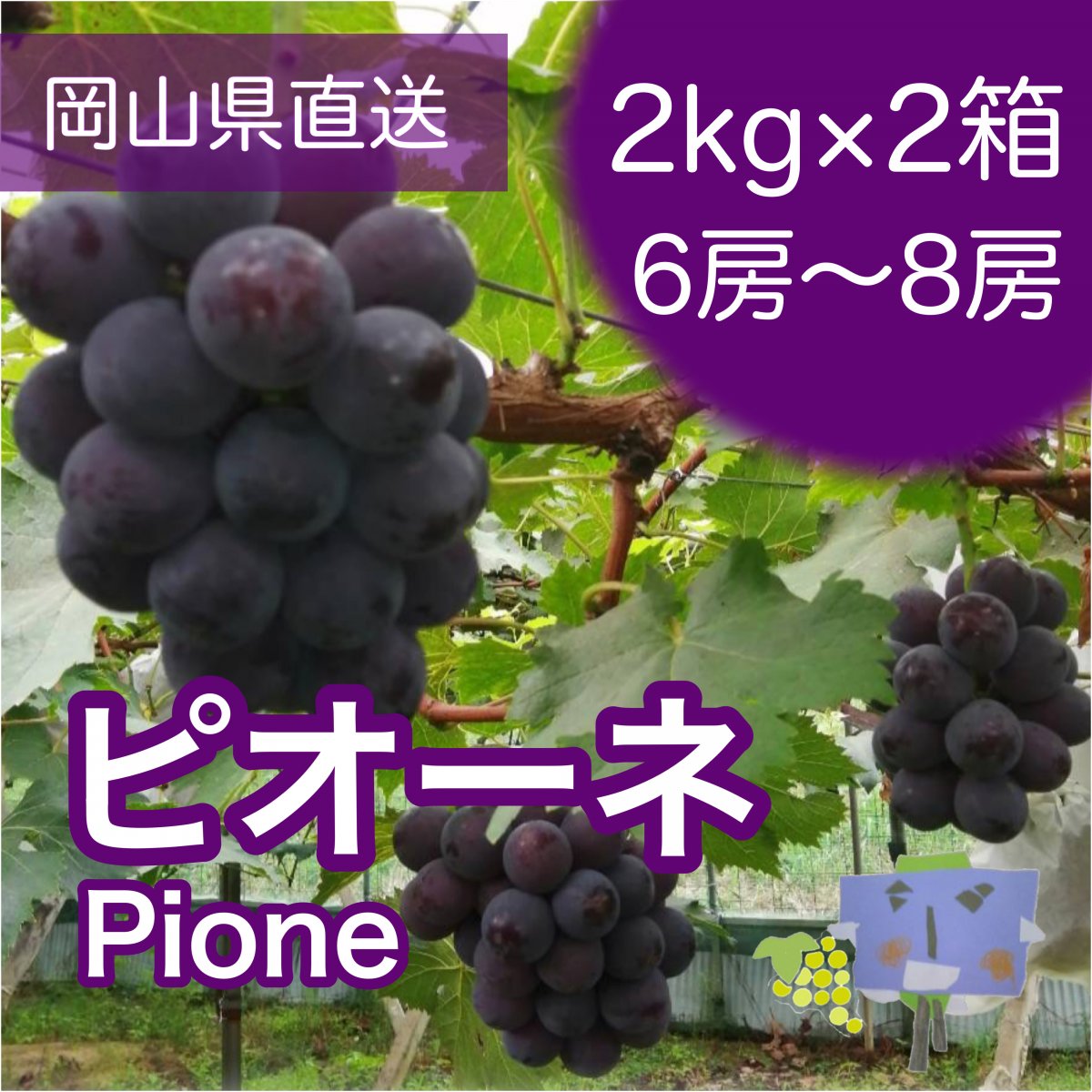 むぅ　岡山ピオーネ　きれいな家庭用2キロ×2箱 送料無料！2kg×2箱 晴れの国 岡山県産 ピオーネ（6房〜8房）