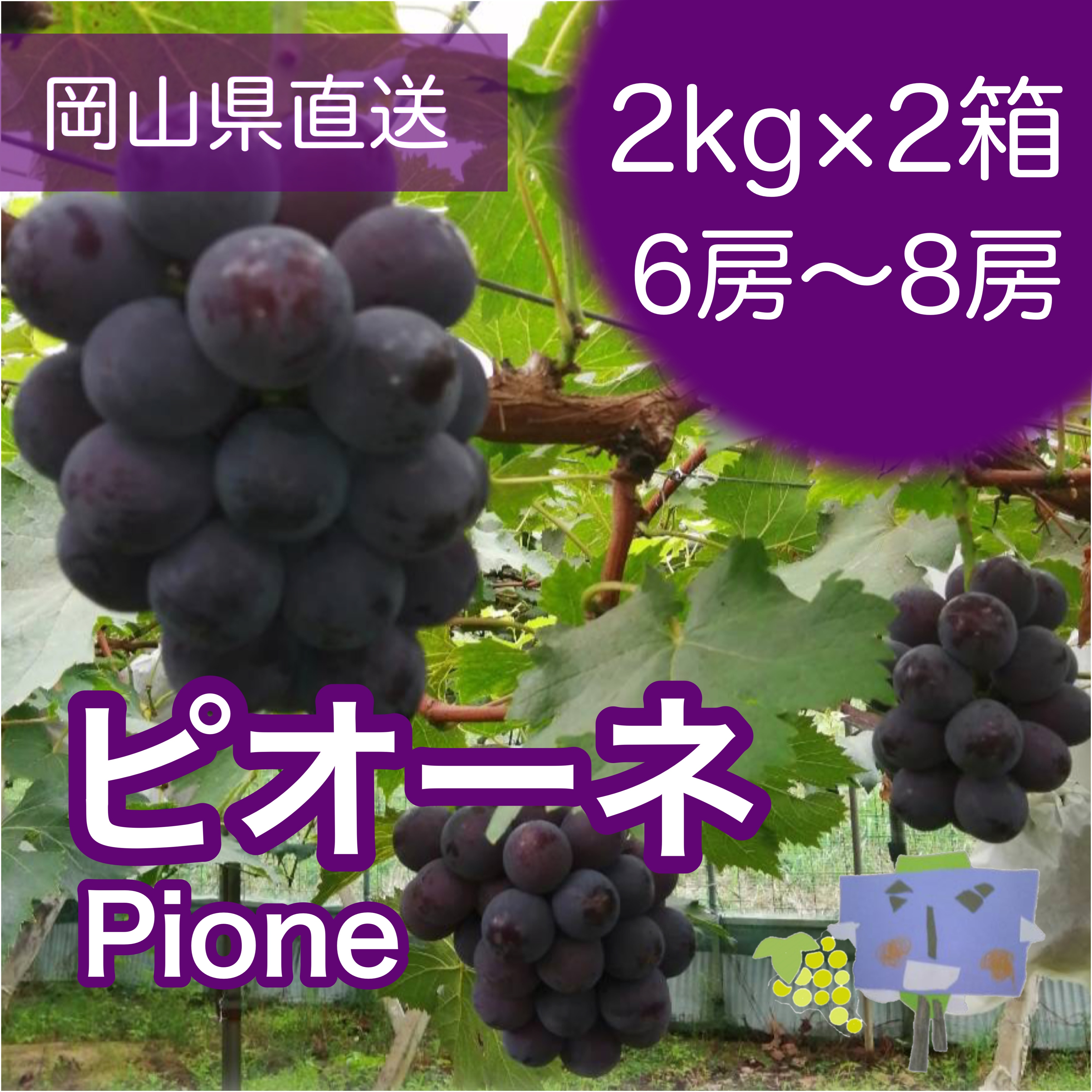 送料無料！2kg×2箱 晴れの国 岡山県産 ピオーネ（6房〜8房）