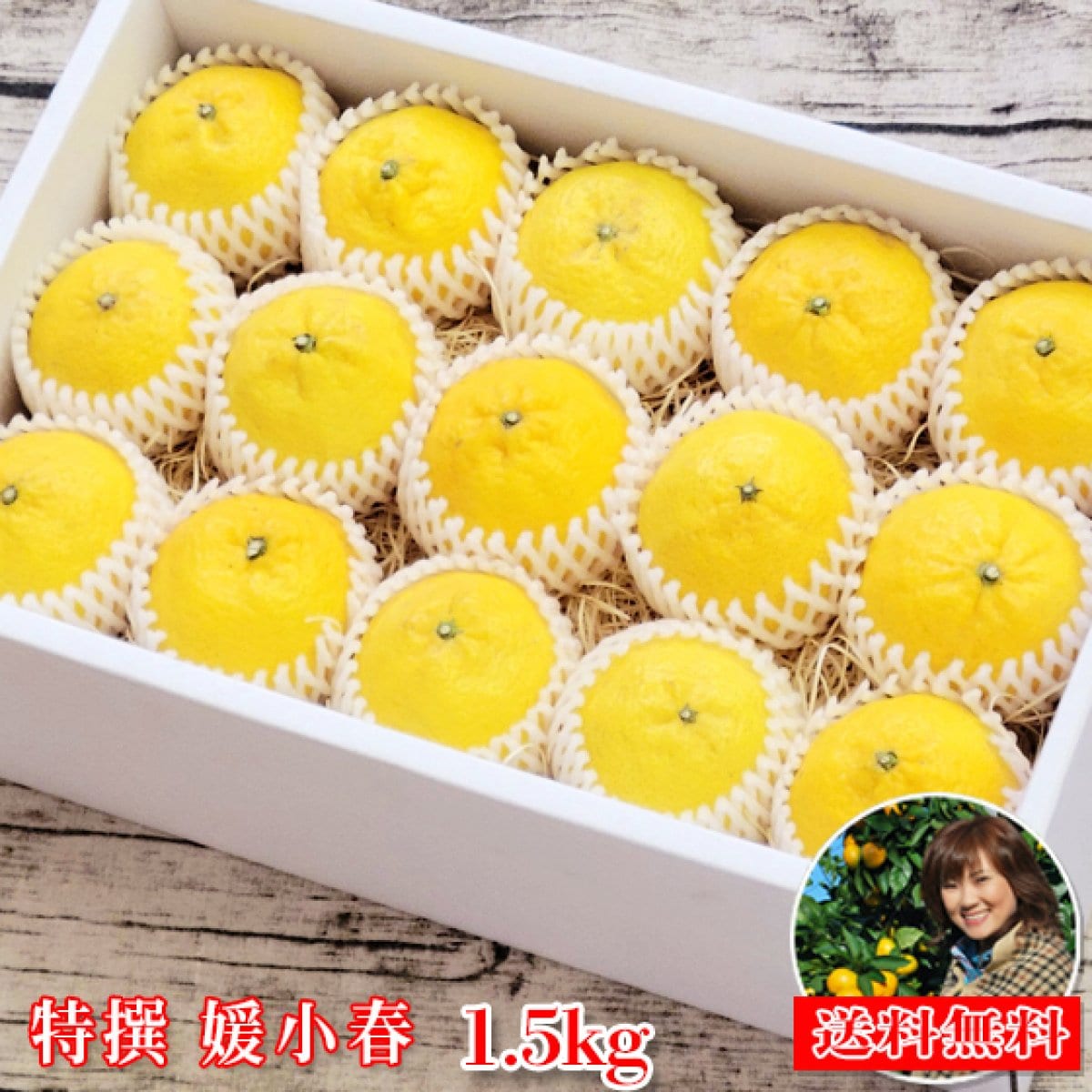 愛媛県産♥️媛小春♥️箱込み約4.5kg t媛小春 1.5】特撰 媛小春 1.5kg（精品・サイズ揃え・ネット掛