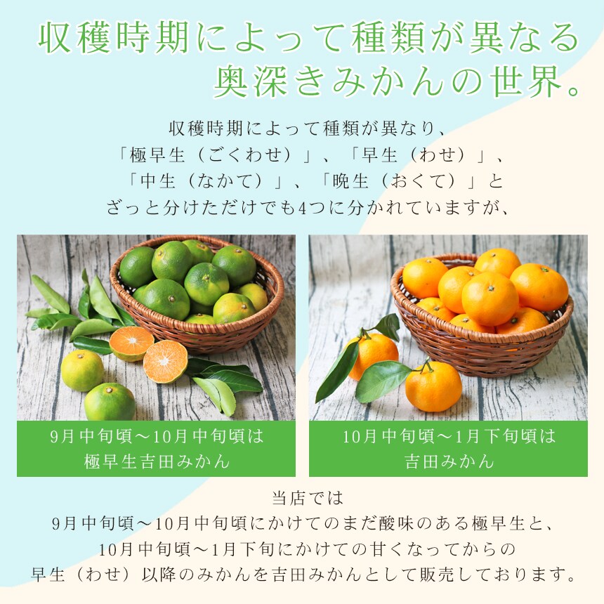 みかん 極早生 2kg f極02 家庭用 中玉 【ご予約品 9月中旬より発送