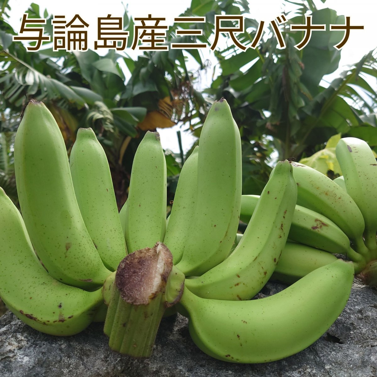 （お問い合わせ用）沖縄県産 三尺バナナ 非売品 三尺バナナ 約3kg 沖縄県産 国産バナナ : 沖縄市場たま青果