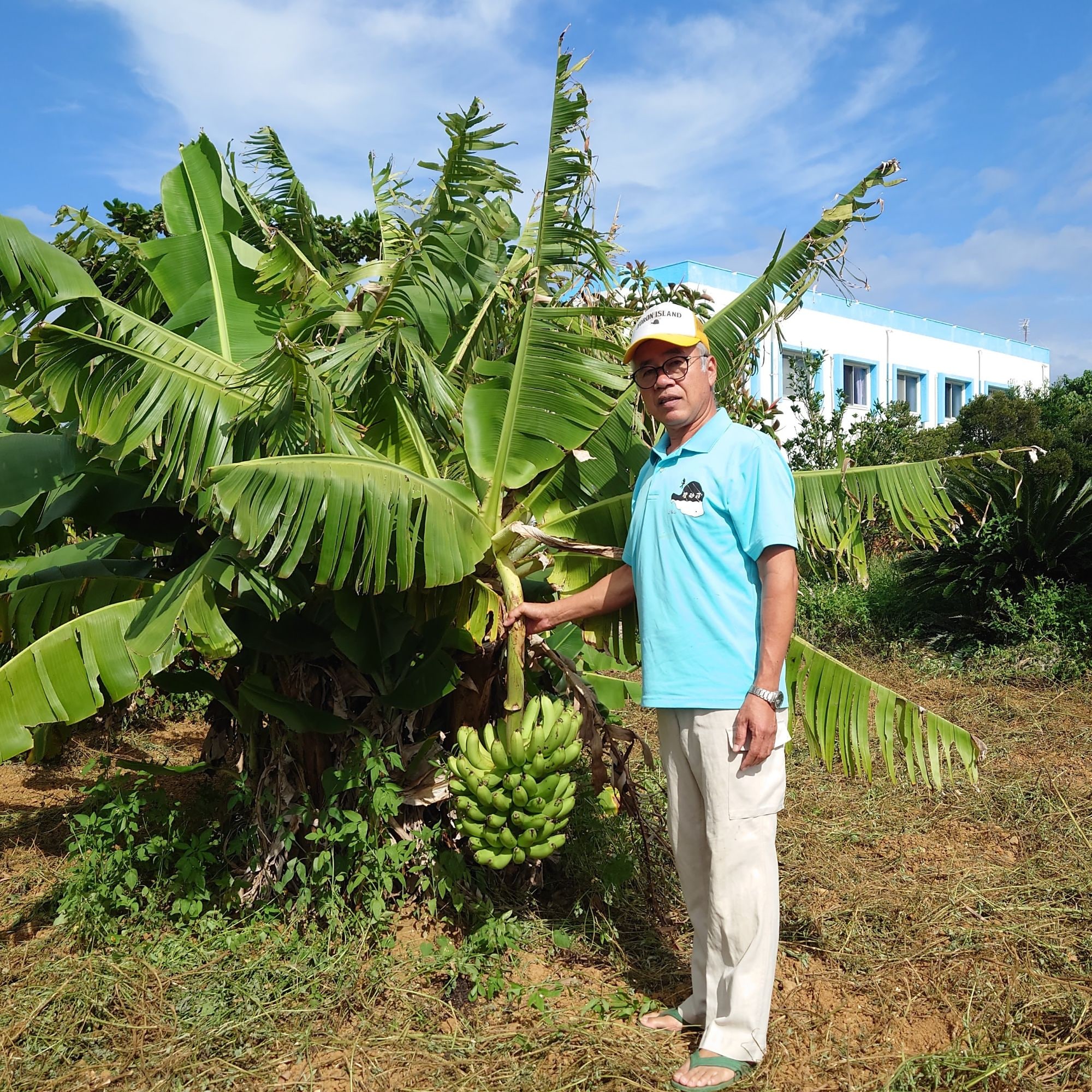 無農薬3尺バナナひと房