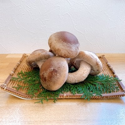 10周年記念商品 肉厚しいたけ・つやこさん