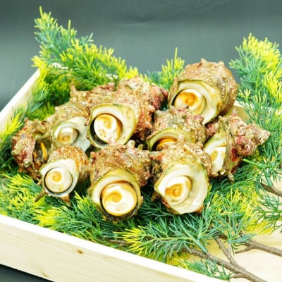 【3㎏】新鮮なサザエ 伊勢志摩産 【送料無料※一部例外】