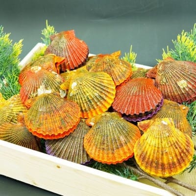 【60枚お得!】 虹色貝(ヒオウギ貝) 伊勢志摩産 【送料無料※一部例外】1枚8㎝以上