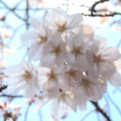 COCOちゃん専用