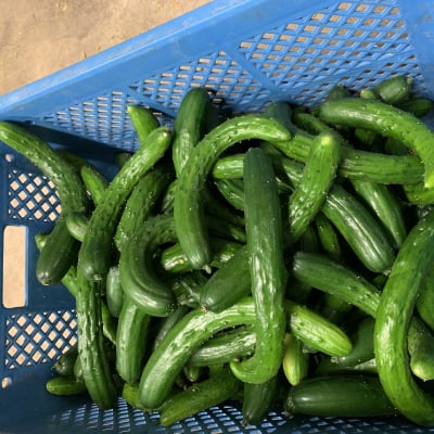 新鮮採りたて野菜!!漬物用☆5キロ