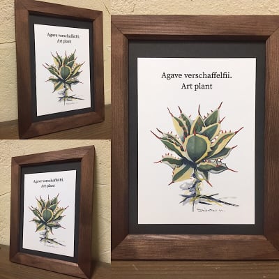 【送料込み】ART PLANT (Agave verschaffelffii)