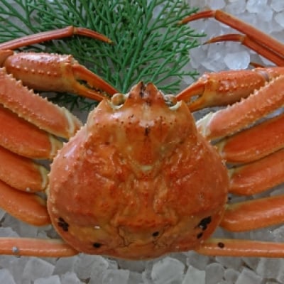 旬の時期だけお届け 本物のおいしさ!地物本ズワイガニ