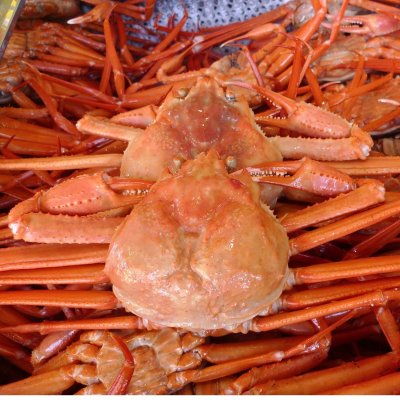 糸魚川特産　新鮮！紅ズワイガニ　１ハイ
