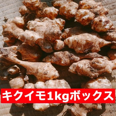 【冬季限定】菊芋 1㎏ ボックス *関東、中部、東北3県 1782円のみ/消費税・送料代込み*