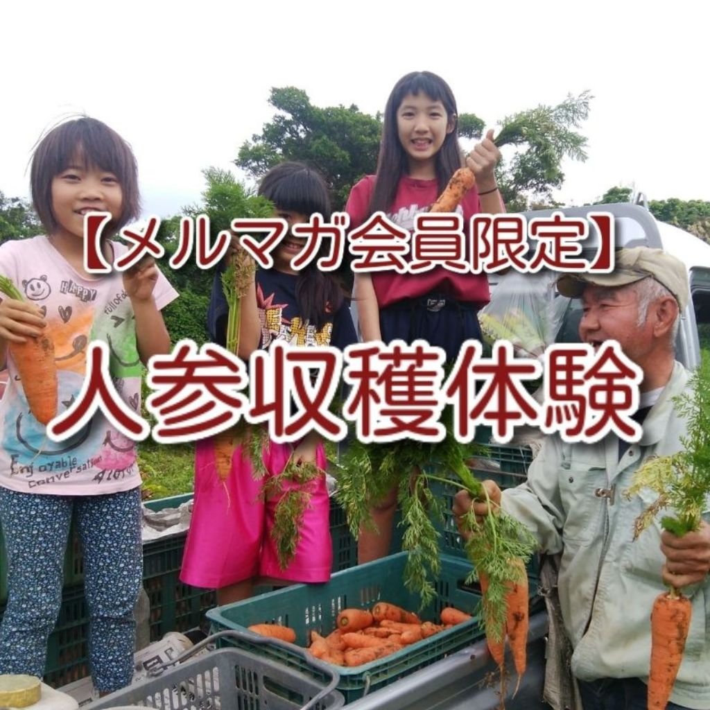 【メルマガ会員限定】人参収穫体験