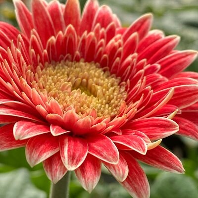 花便り