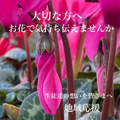 シクラメン/地域応援