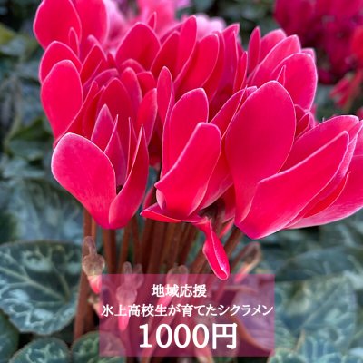 【地域応援】季節の花のお届け便