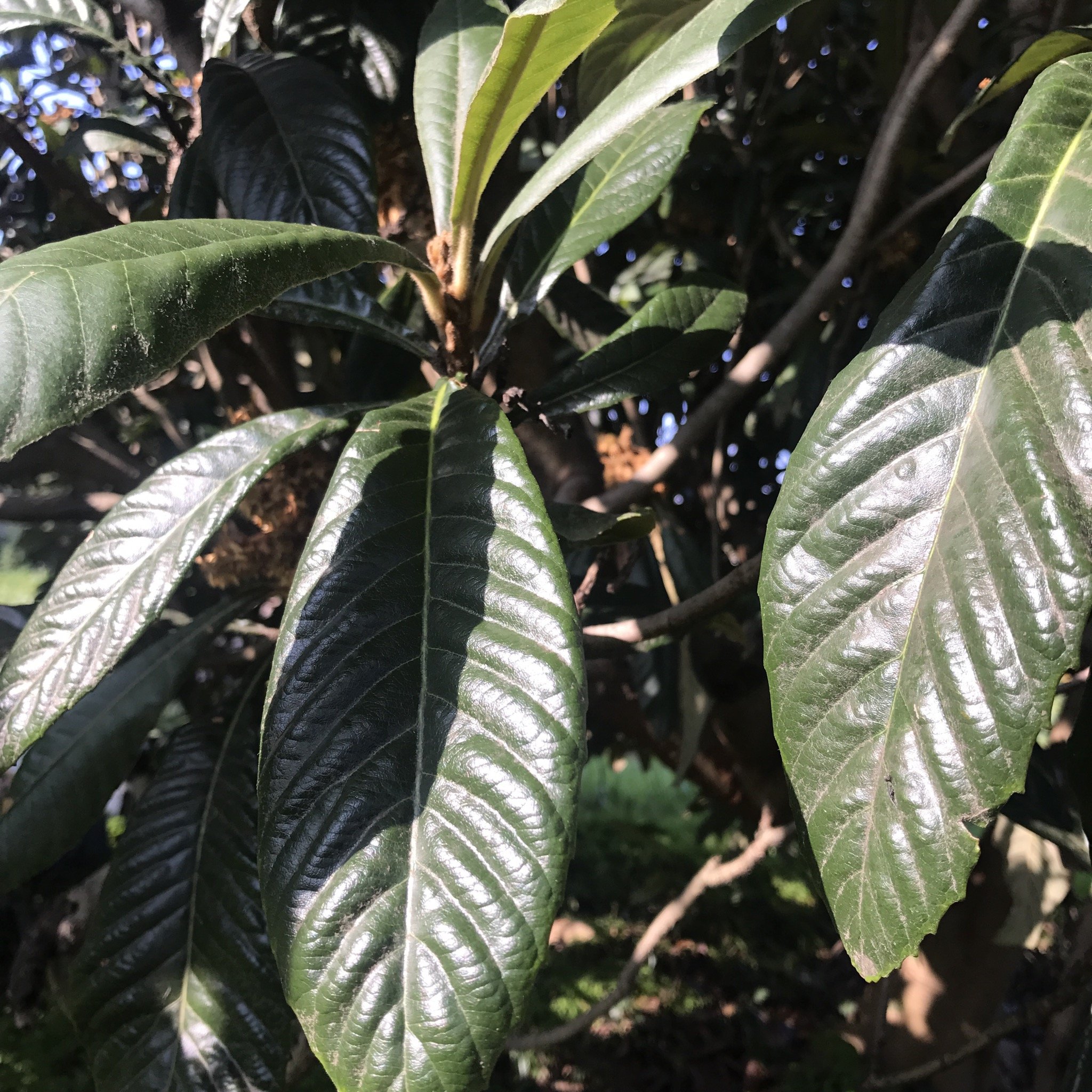 手軽に携帯 常備薬 新月仕込み びわの葉エキス ロールオンタイプ 10ml 自然栽培 無添加 ハーブチンキ 虫刺され 痒み 痛み 口内炎 うがい薬 ニキビ 吹出物 腫れ 温灸 湿布 自然療法