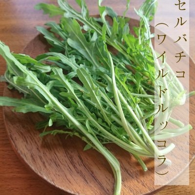 【長崎県産】セルバチコ(ワイルドルッコラ) 250g