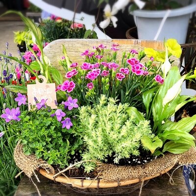 チトのゆびオススメ!【季節の寄せ植え】