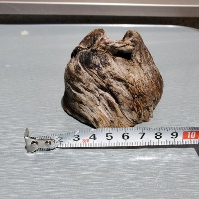 ⑦流木