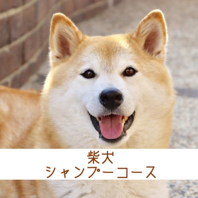 店頭支払い専用 柴犬専用 トリミング シャンプーコース 犬猫トリミングやペットホテルなら いすみ動物病院