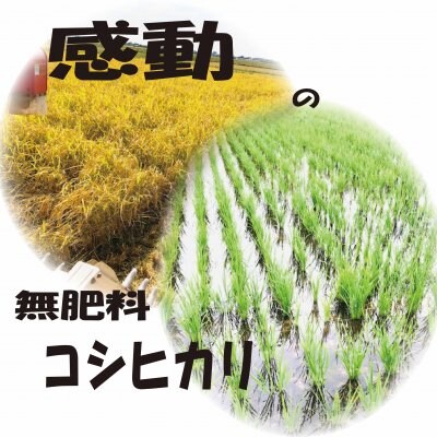 新米無肥料コシヒカリ 白米5キロ