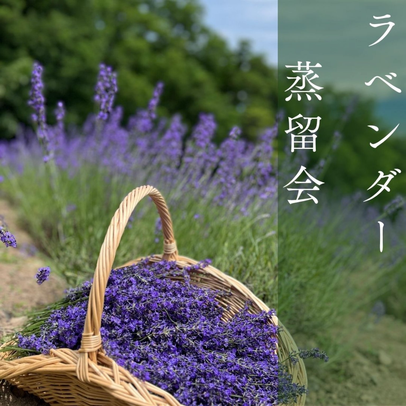 ラベンダー蒸留会