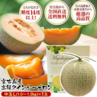 南国冬メロン 糖度14度以上 宮古島 赤肉 クインシーメロン 中玉L(1.0〜1.2kg)×1玉セット 赤肉メロン メロン